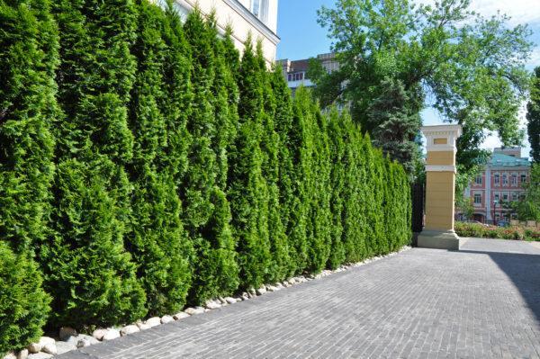 dünger für thuja pflanzen Koniferen Dünger von Flora Boost | 200L Ergiebigkeit main image 1