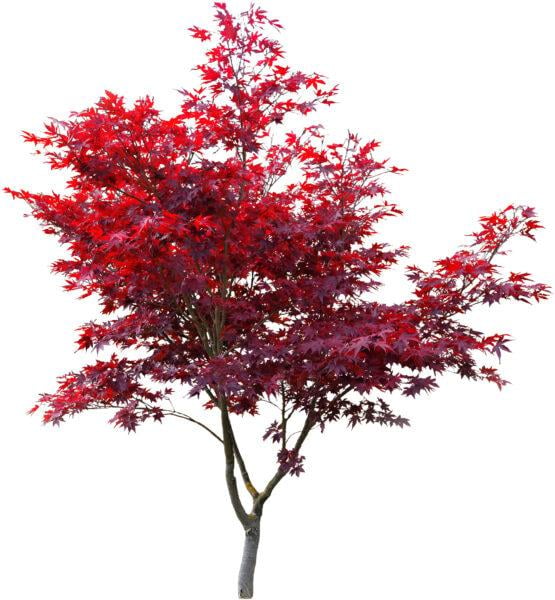 Roter Fächerahorn 60-80cm im 5L Topf Atropurpureum