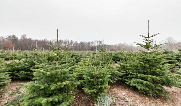 Weihnachtsbaum - Jungpflanzen-Set (20 Pflanzen)