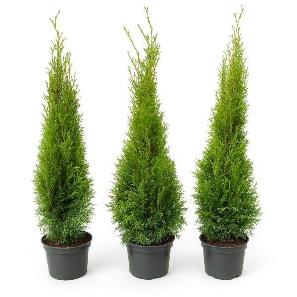 Thuja 