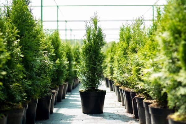 Thuja 
