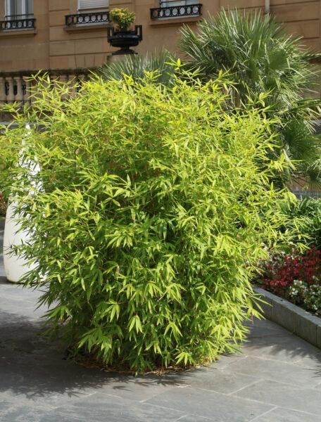fargesia jumbo kaufen Bambus (Fargesia) Jumbo 80-100cm als Ballenware