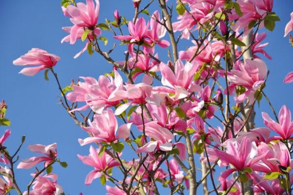 Magnolie Susan 60-80cm im großem Topf