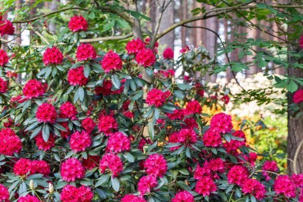rhododendron im topf halten Rhododendron 'Nova Zembla' 40-50cm im großen Topf
