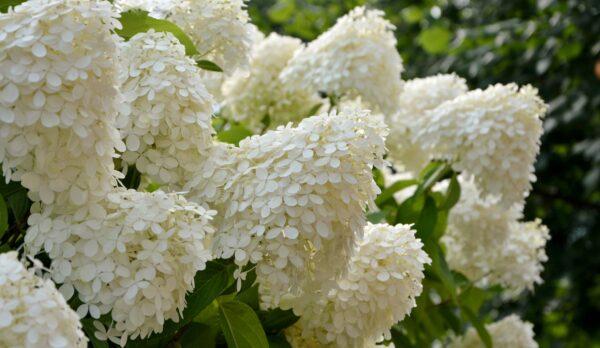 Rispenhortensie 'Limelight' 30-40 cm im groem Topf | Pflanzhits