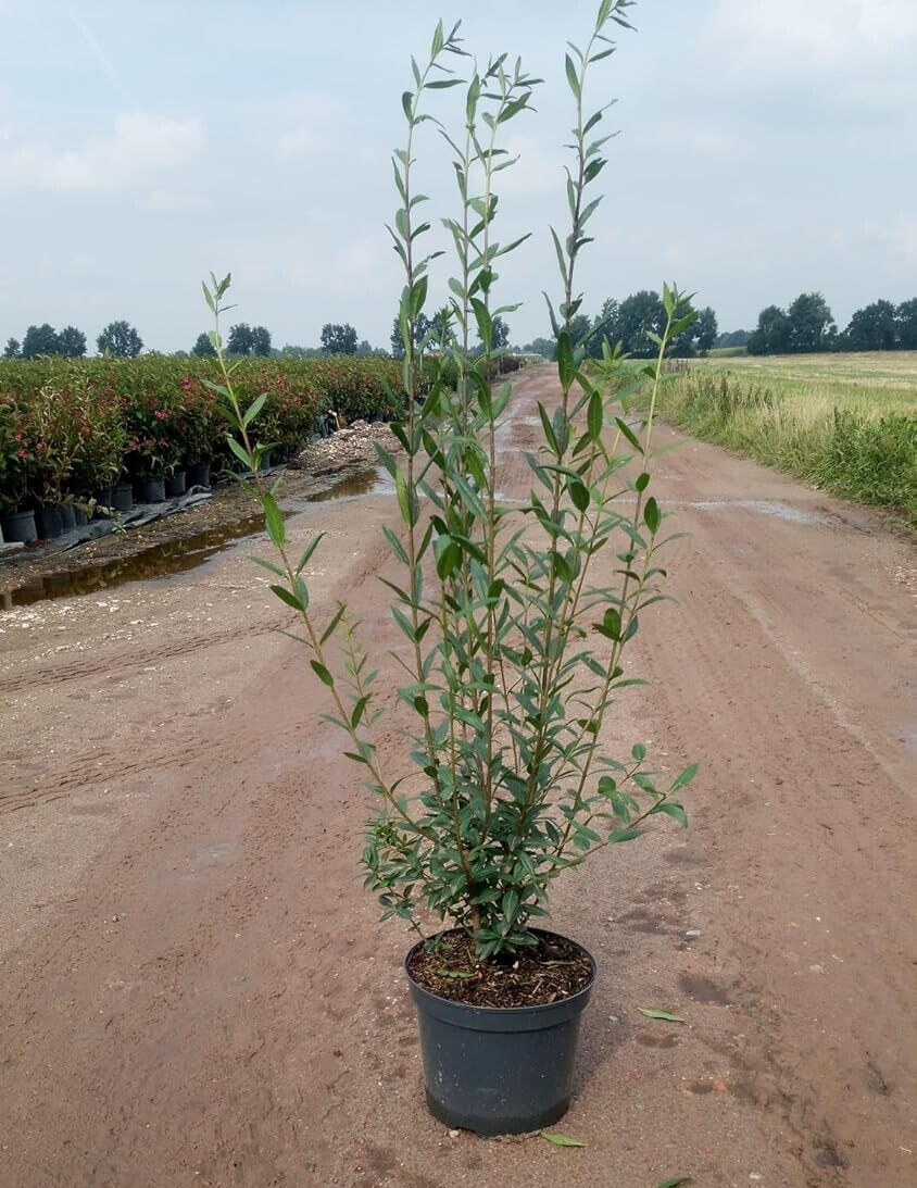 Liguster (100 - 125 cm ) Ovalifolium im 3L Topf