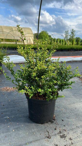 Ilex crenata 30-40cm im Topf Buchsbaum Ersatz