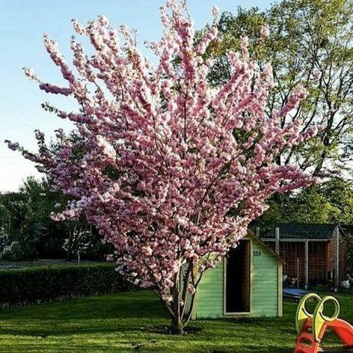 Japanische Zierkirsche 'Prunus serrulata Kanzan', 100-120 cm im großen Topf