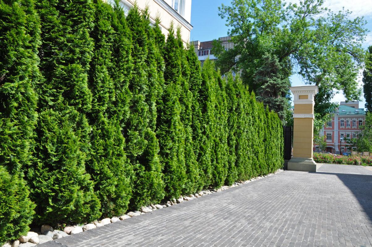 Thuja Smaragd 40 60 cm als kräftige wurzelware online kaufen auf