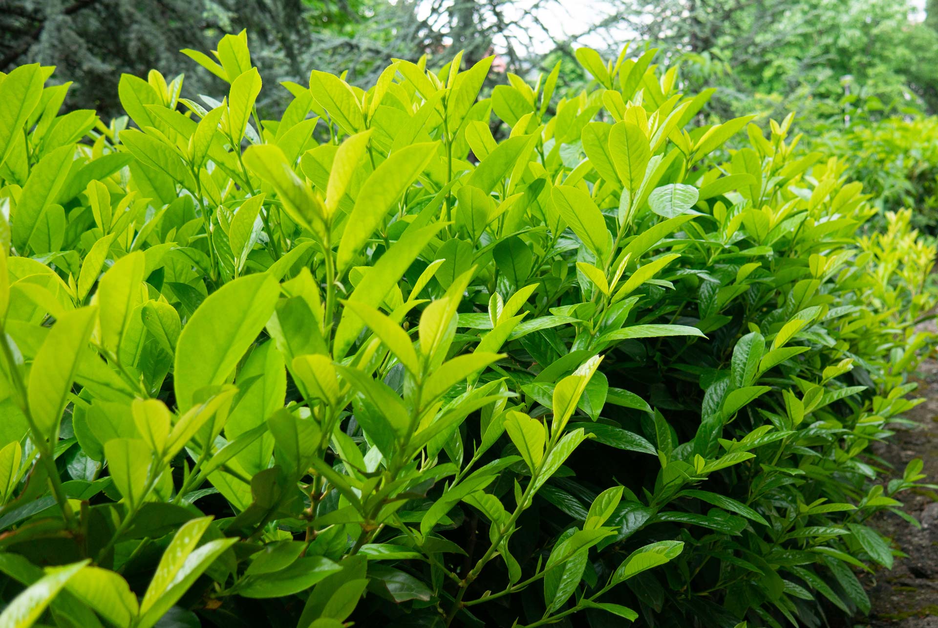 Die Wahl der richtigen Heckenpflanze