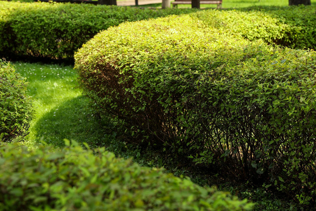 Immergrne oder Laubhecken ? Tipps fr die richtige Hecke | Pflanzhits