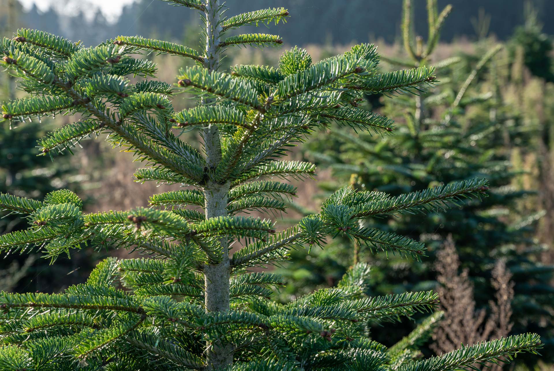Weihnachtsbäume selbst anpflanzen – Nordmanntanne oder Fichte?