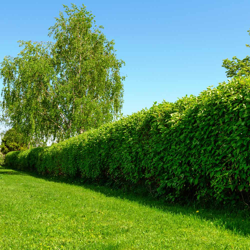 Heckenpflanzen