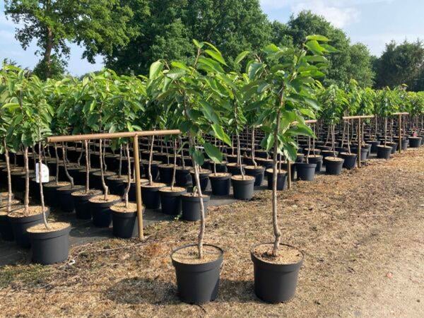 Kirsche "Große Schwarze Knorpelkirsche"