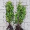 Thuja "Brabant" (40 - 60 cm) als kräftige Wurzelware