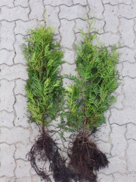 Thuja "Brabant" (40 - 60 cm) als kräftige Wurzelware