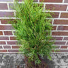 Lebensbaum: Wurzelware 30 - 60 cm