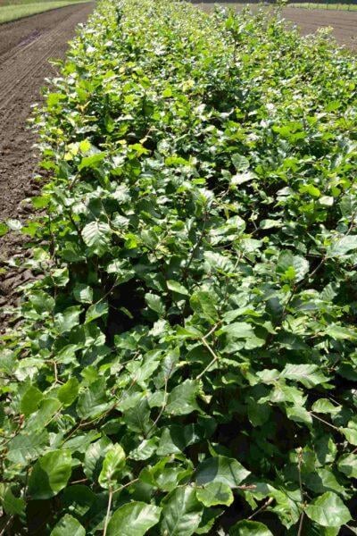 Rotbuche Fagus sylvatica