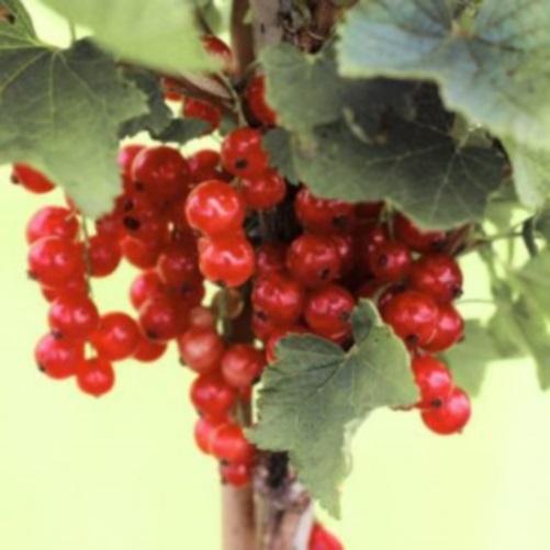 1 st. Johannisbeere Hochstamm 90cm rote Früchte