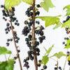 1 st. Johannisbeere Hochstamm 90cm schwarze Früchte
