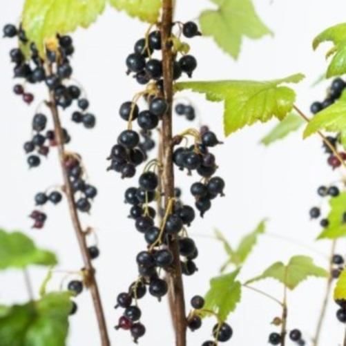 1 st. Johannisbeere Hochstamm 90cm schwarze Früchte