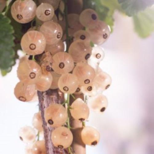 1 st. Johannisbeere Hochstamm 90cm weisse Früchte