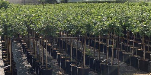 Weiße Johannisbeere Hochstamm 60cm