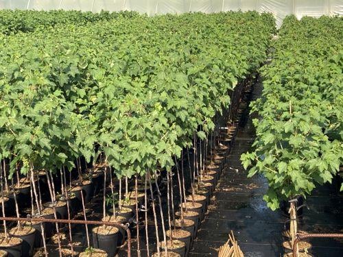 Weiße Johannisbeere Hochstamm 60cm