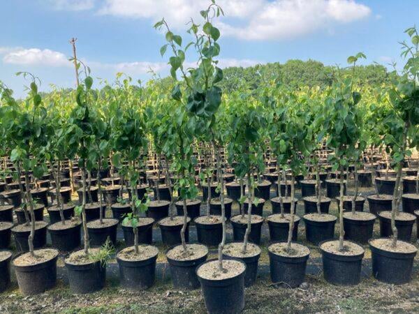 Birnenbaum Pyrus "Conference"