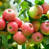 Apfel "Gloster"