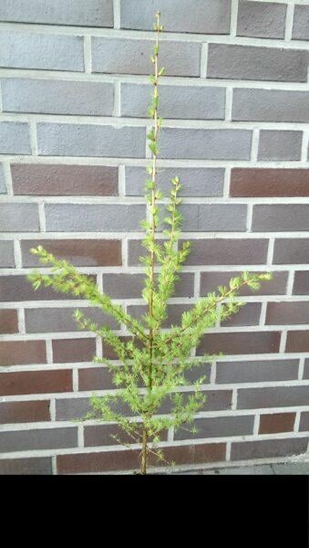 Lärche (25- 50 cm)