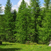 Lärche (25- 50 cm)