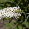 Sommerflieder "White Profusion" 40-60cm