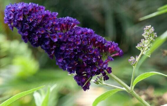 Sommerflieder "Black Knight" 40-60cm