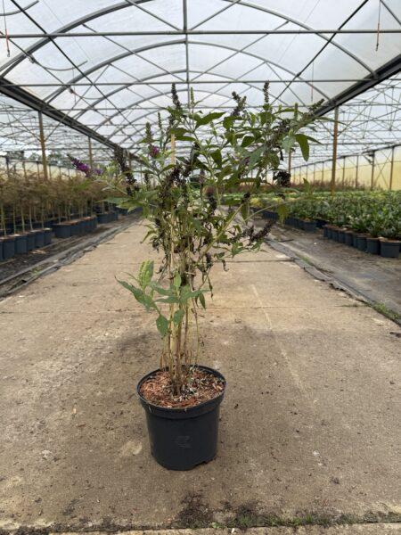 Sommer Flieder Buddleja