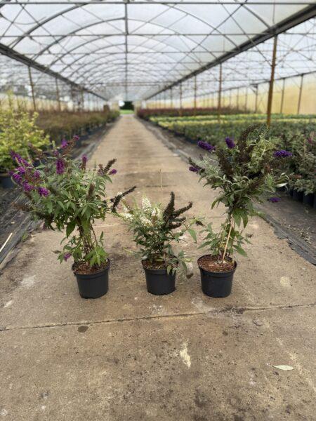 Sommer Flieder Buddleja