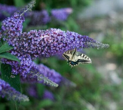 Sommerflieder "Empire Blue" 40-60cm