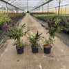 Sommer Flieder Buddleja