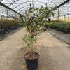 Sommer Flieder Buddleja