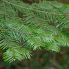 Große Küstentanne Abies grandis