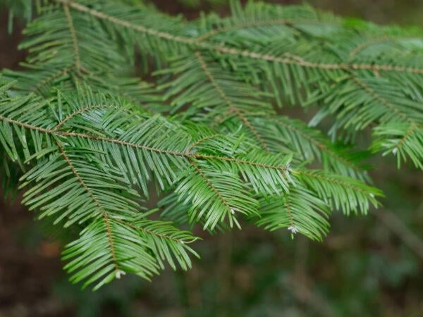 Große Küstentanne Abies grandis
