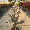 Roter Fächerahorn 60-80cm im Topf Atropurpureum