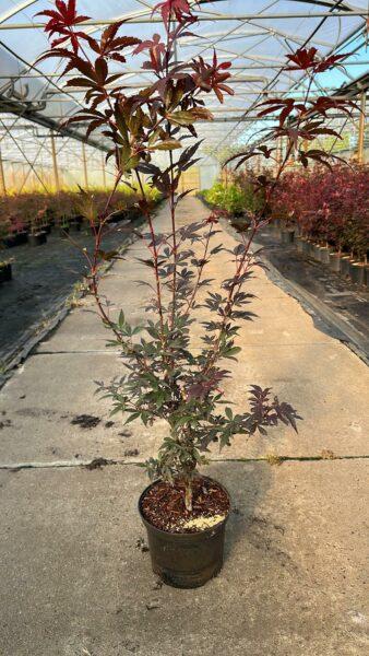 Roter Fächerahorn 60-80cm im Topf Atropurpureum