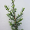 Cedrus-liban-Zeder
