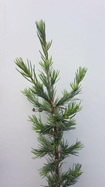 Cedrus-liban-Zeder