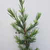 Libanon-Zeder (Cedrus libani)