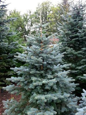 Kork - Tanne (20 - 40 cm)