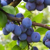 Pflaumen (Prunus domestica)