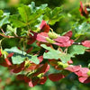 Feldahorn Acer campestre (80 - 120 cm)