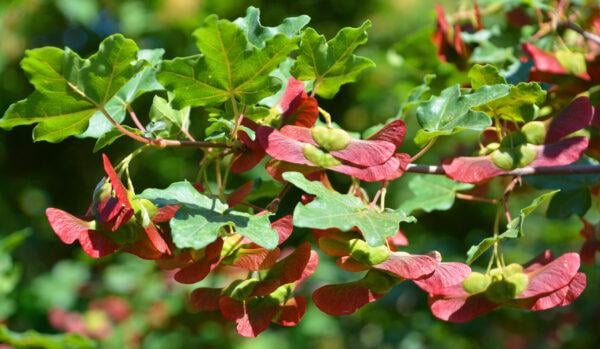 Feldahorn Acer campestre (80 - 120 cm)